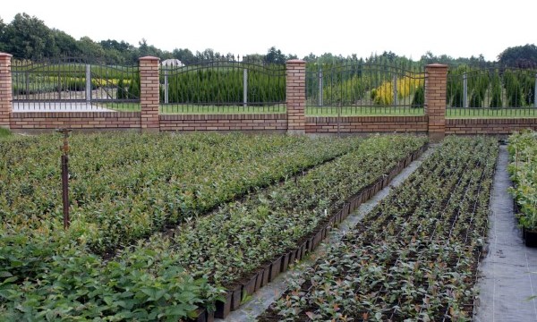 Плодовые растения и ягодные кустарники ЧЕРНЕЦКИ ассортимент